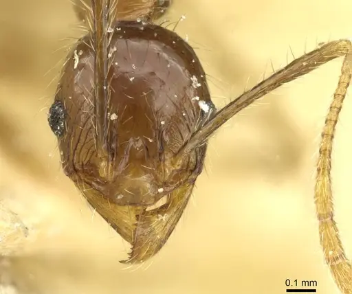 Pheidole fervens specimen CASENT0913370 image casent0913370_2