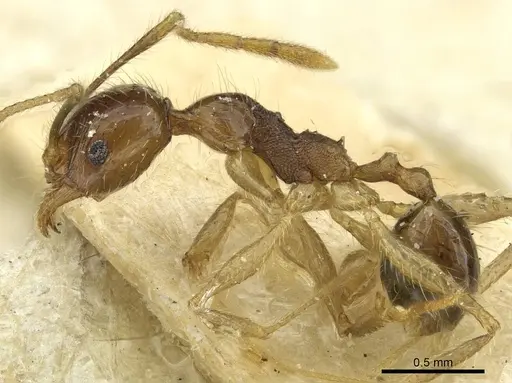 Pheidole fervens specimen CASENT0913370 image casent0913370_3