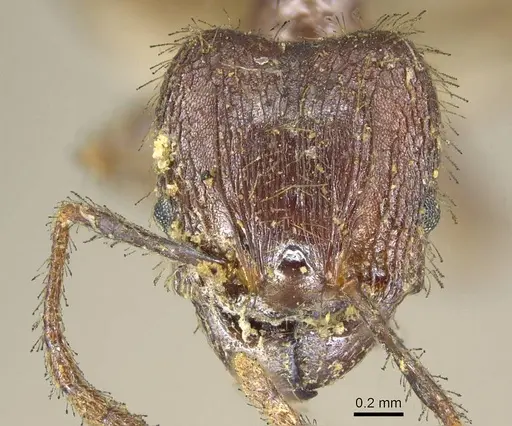 Pheidole fervens specimen CASENT0916046 image casent0916046_2