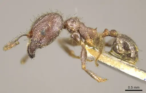 Pheidole fervens specimen CASENT0916046 image casent0916046_3