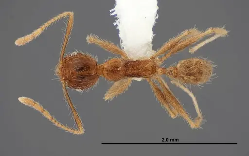 Pheidole fervens specimen FMNHINS0000083053 image fmnhins0000083053_1
