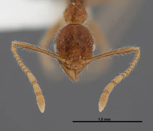 Pheidole fervens specimen FMNHINS0000083053 image fmnhins0000083053_2