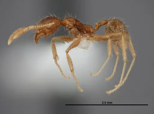 Pheidole fervens specimen FMNHINS0000083053 image fmnhins0000083053_3