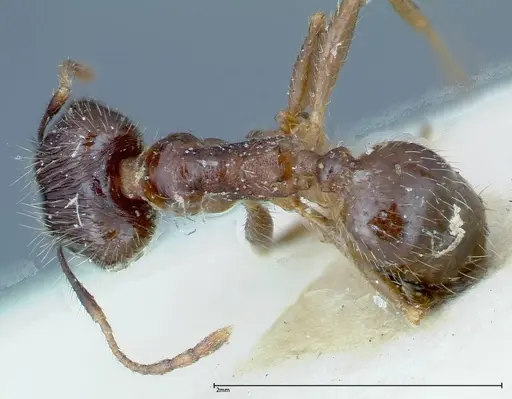 Pheidole fervens specimen FOCOL0225 image focol0225_1