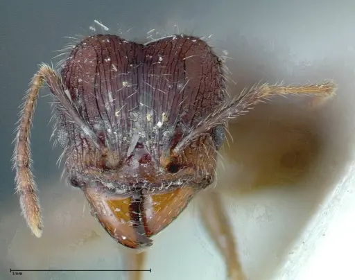 Pheidole fervens specimen FOCOL0225 image focol0225_2