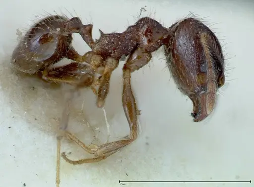 Pheidole fervens specimen FOCOL0225 image focol0225_3