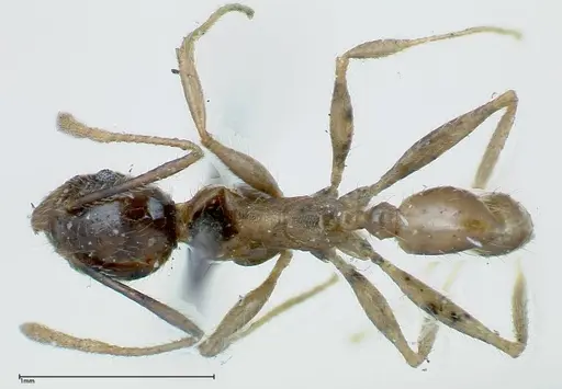 Pheidole fervens specimen FOCOL0226 image focol0226_1