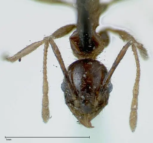 Pheidole fervens specimen FOCOL0226 image focol0226_2