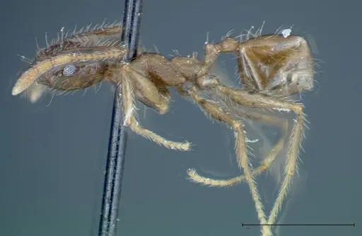 Pheidole fervens specimen FOCOL0226 image focol0226_3
