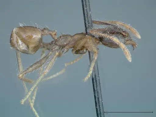Pheidole fervens specimen FOCOL0226 image focol0226_4