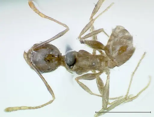 Pheidole fervens specimen FOCOL0227 image focol0227_1