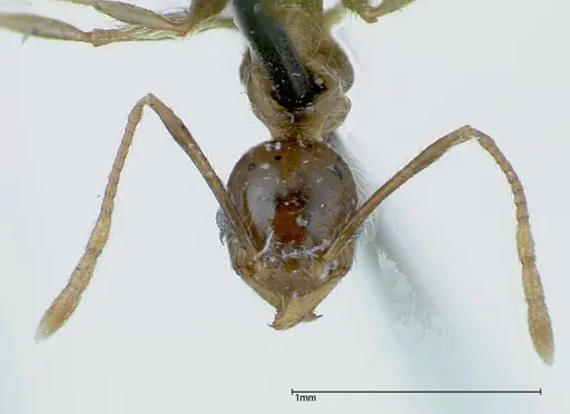 Pheidole fervens specimen FOCOL0227 image focol0227_2