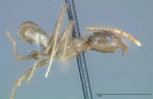 Pheidole fervens specimen FOCOL0227 image focol0227_4