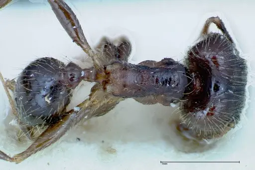 Pheidole fervens specimen FOCOL0239 image focol0239_1