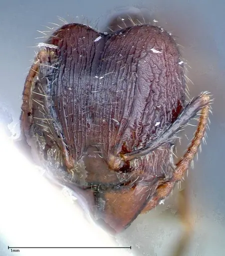 Pheidole fervens specimen FOCOL0239 image focol0239_2