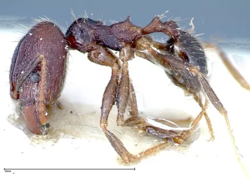 Pheidole fervens specimen FOCOL0239 image focol0239_3