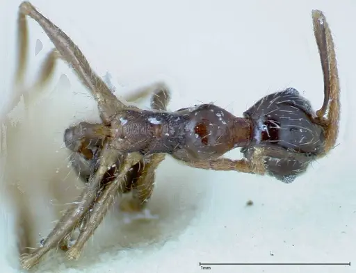 Pheidole fervens specimen FOCOL0242 image focol0242_1