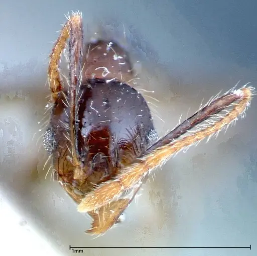 Pheidole fervens specimen FOCOL0242 image focol0242_2