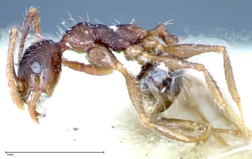 Pheidole fervens specimen FOCOL0242 image focol0242_3