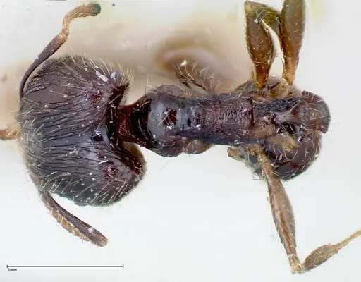 Pheidole fervens specimen FOCOL0243 image focol0243_1