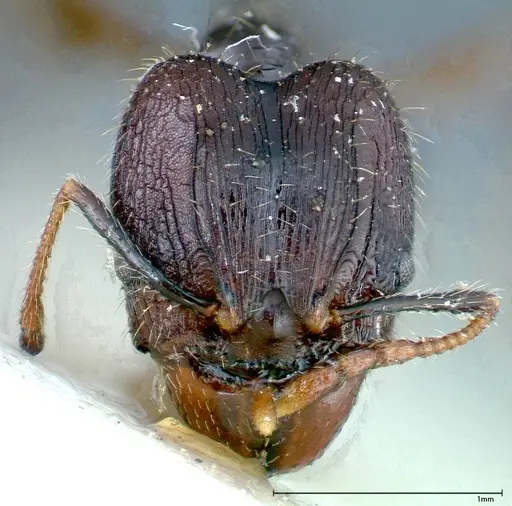 Pheidole fervens specimen FOCOL0243 image focol0243_2