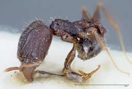 Pheidole fervens specimen FOCOL0243 image focol0243_3
