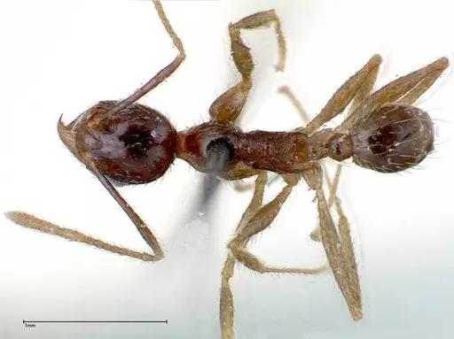Pheidole fervens specimen FOCOL0244 image focol0244_1