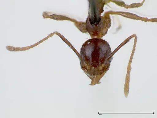 Pheidole fervens specimen FOCOL0244 image focol0244_2