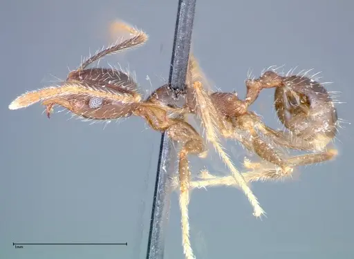 Pheidole fervens specimen FOCOL0244 image focol0244_3
