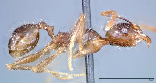 Pheidole fervens specimen FOCOL0244 image focol0244_4