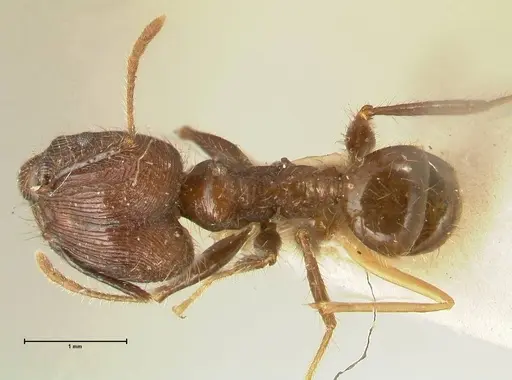 Pheidole fervens specimen FOCOL1395 image focol1395_1