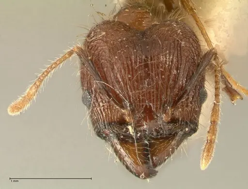 Pheidole fervens specimen FOCOL1395 image focol1395_2