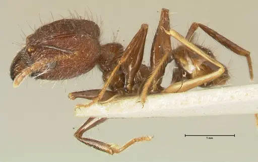 Pheidole fervens specimen FOCOL1395 image focol1395_3
