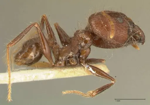 Pheidole fervens specimen FOCOL1395 image focol1395_4