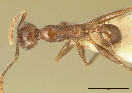 Pheidole fervens specimen FOCOL1396 image focol1396_1