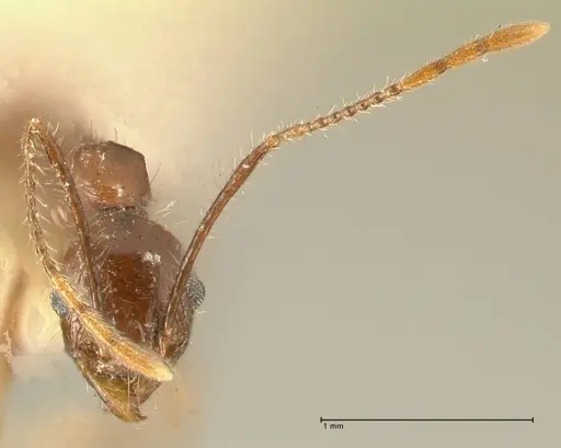 Pheidole fervens specimen FOCOL1396 image focol1396_2