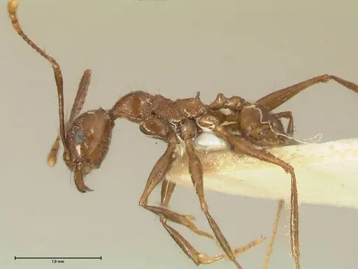 Pheidole fervens specimen FOCOL1396 image focol1396_3