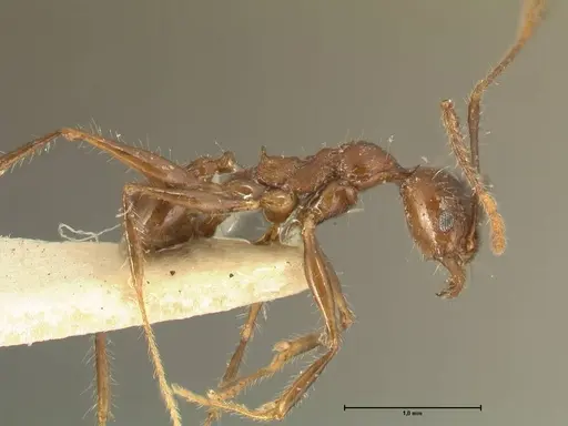 Pheidole fervens specimen FOCOL1396 image focol1396_4
