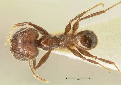Pheidole fervens specimen FOCOL1397 image focol1397_1