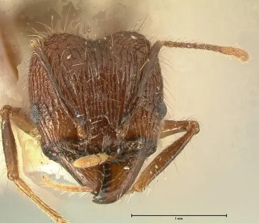 Pheidole fervens specimen FOCOL1397 image focol1397_2