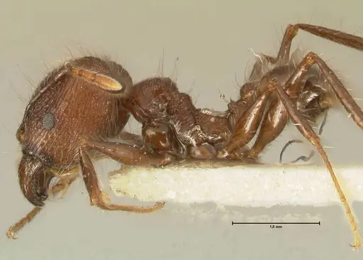 Pheidole fervens specimen FOCOL1397 image focol1397_3