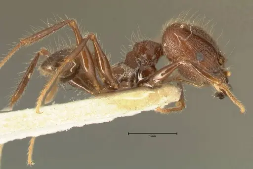 Pheidole fervens specimen FOCOL1397 image focol1397_4