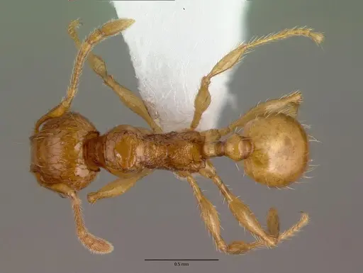 Pheidole fervida specimen CASENT0008639 image casent0008639_1