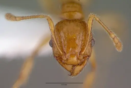 Pheidole fervida specimen CASENT0008639 image casent0008639_2