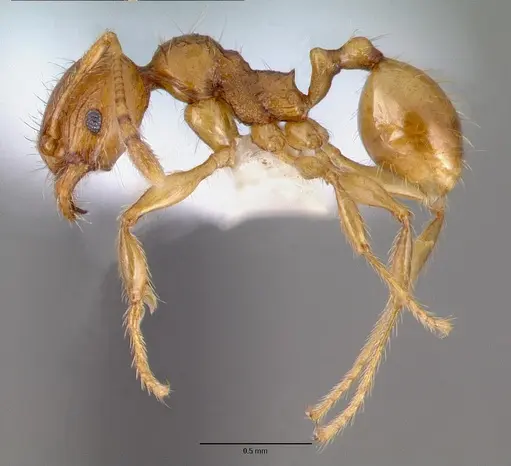 Pheidole fervida specimen CASENT0008639 image casent0008639_3