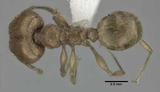 Pheidole fervida specimen CASENT0246107 image casent0246107_1