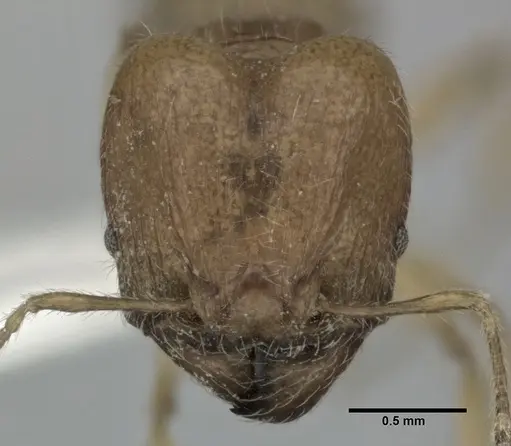 Pheidole fervida specimen CASENT0246107 image casent0246107_2