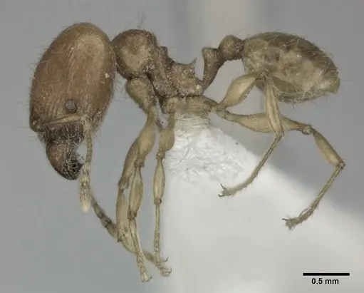 Pheidole fervida specimen CASENT0246107 image casent0246107_3