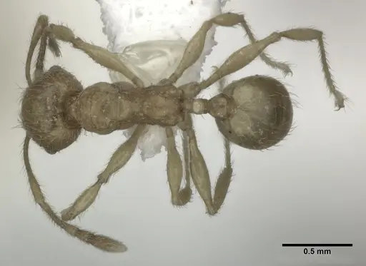Pheidole fervida specimen CASENT0246108 image casent0246108_1
