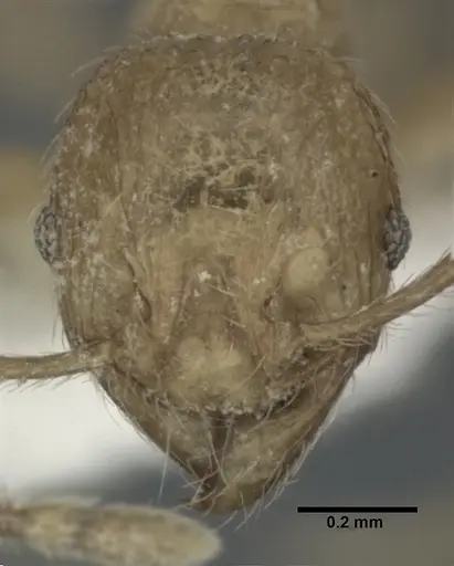 Pheidole fervida specimen CASENT0246108 image casent0246108_2